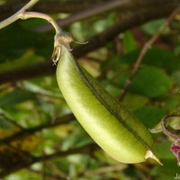 Crotalaria walkeri Arn.